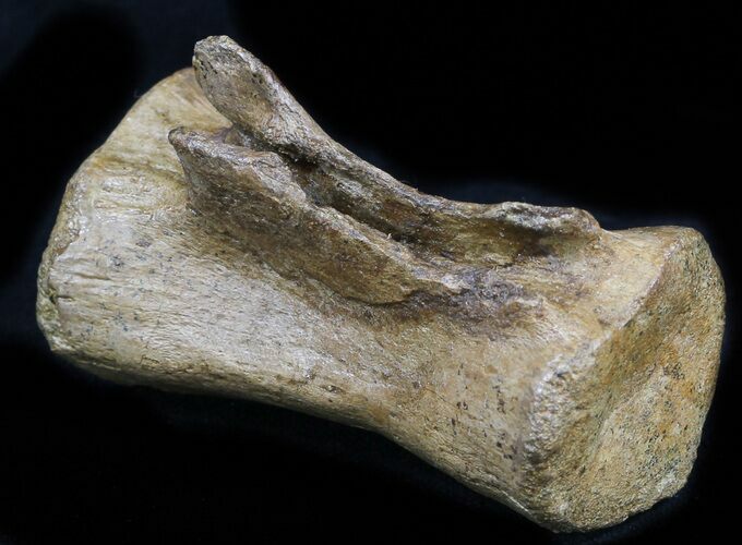 Thescelosaurus Caudal Vertebrae - Montana #34642